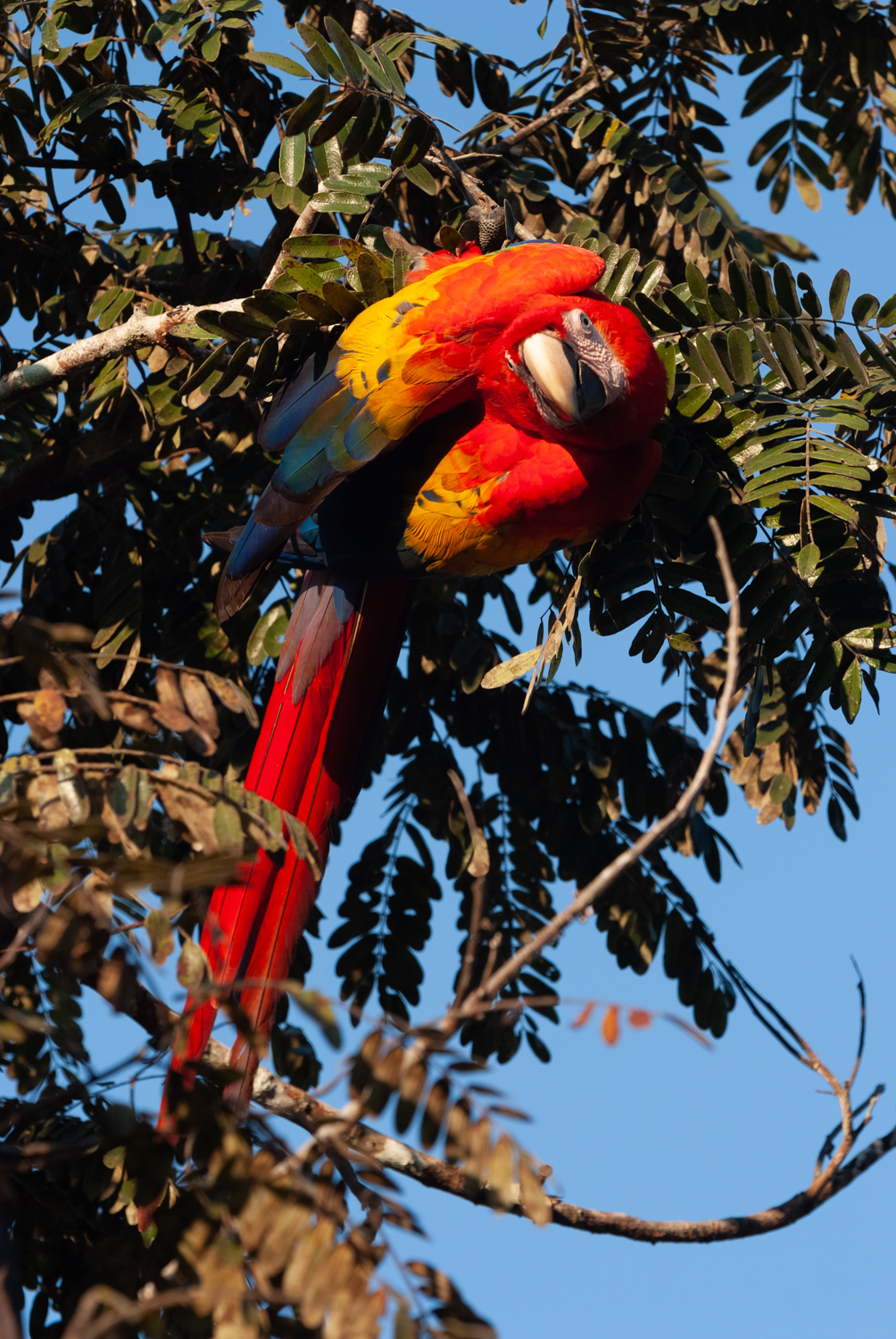 Scarlet Macaw's eating Cacao, Costa Rica