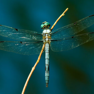 Dragonfly with blue background over water